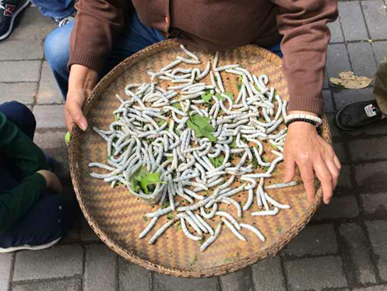 蚕子也能当宠物养?女子街头卖蚕引围观