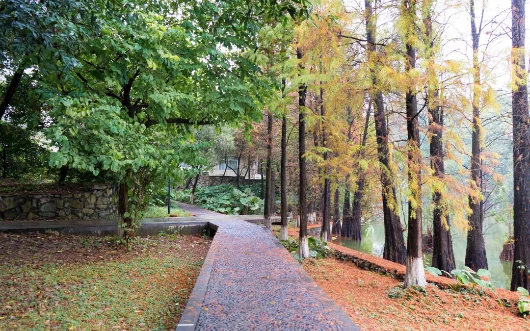 美醉了!广州的冬天"爆红",绚烂得像一幅油画!