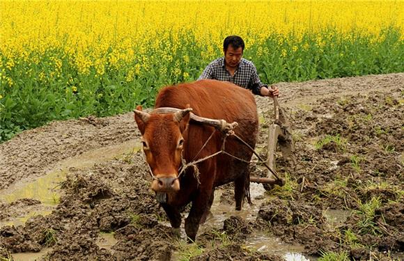 酉阳:画中耕者绘出春早人勤图|酉阳|耕田|春耕_新浪新闻