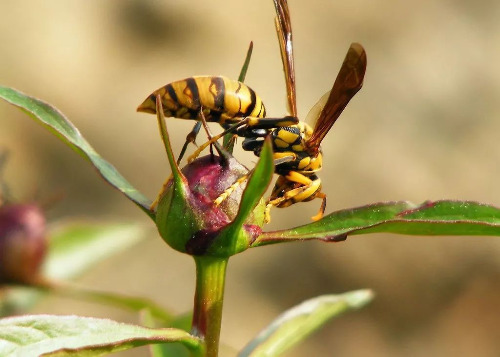 马蜂打死一个会不会报仇? 马蜂被打死了会不会来更多