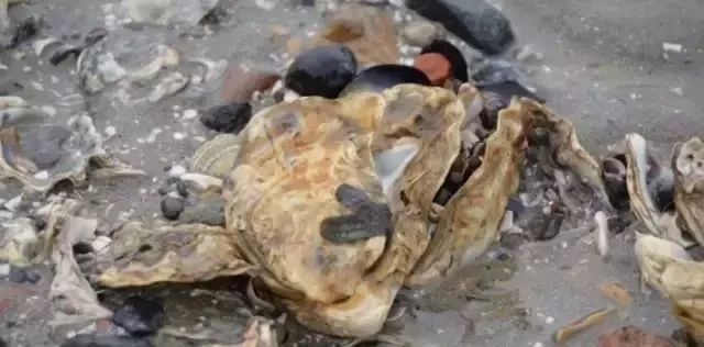 越了解生蚝,我就越不了解人类