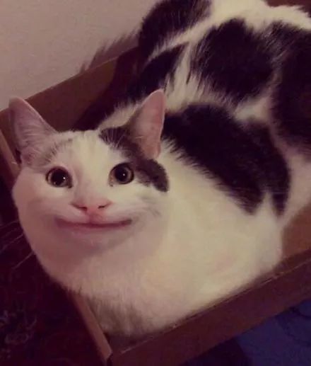 主人无聊时给猫p了个假笑,没想到火了,好魔性.