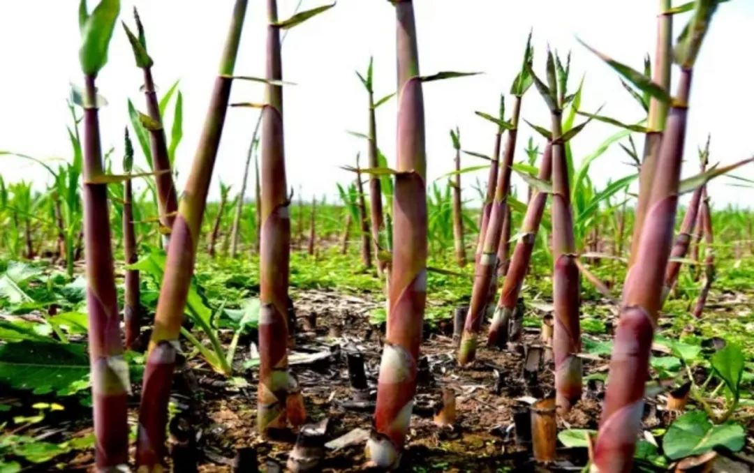 它是"洞庭虫草",降脂减肥最好,你在广东没见过|芦笋|洞庭|虫草_新浪