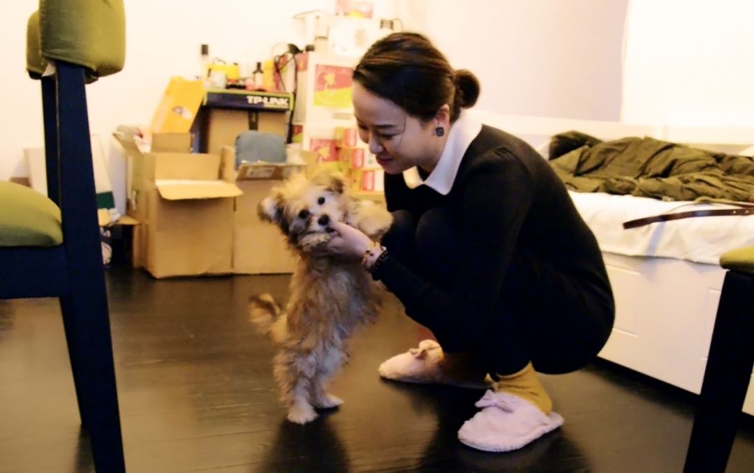  张小姐花费38万元克隆的爱犬nini（《中国经济周刊》记者 王雨菲 | 摄）