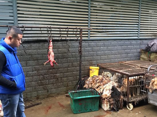 合肥屠狗场被拦停!活狗剥皮,鲜血满地.|剥皮|屠宰点|志愿者_新浪网