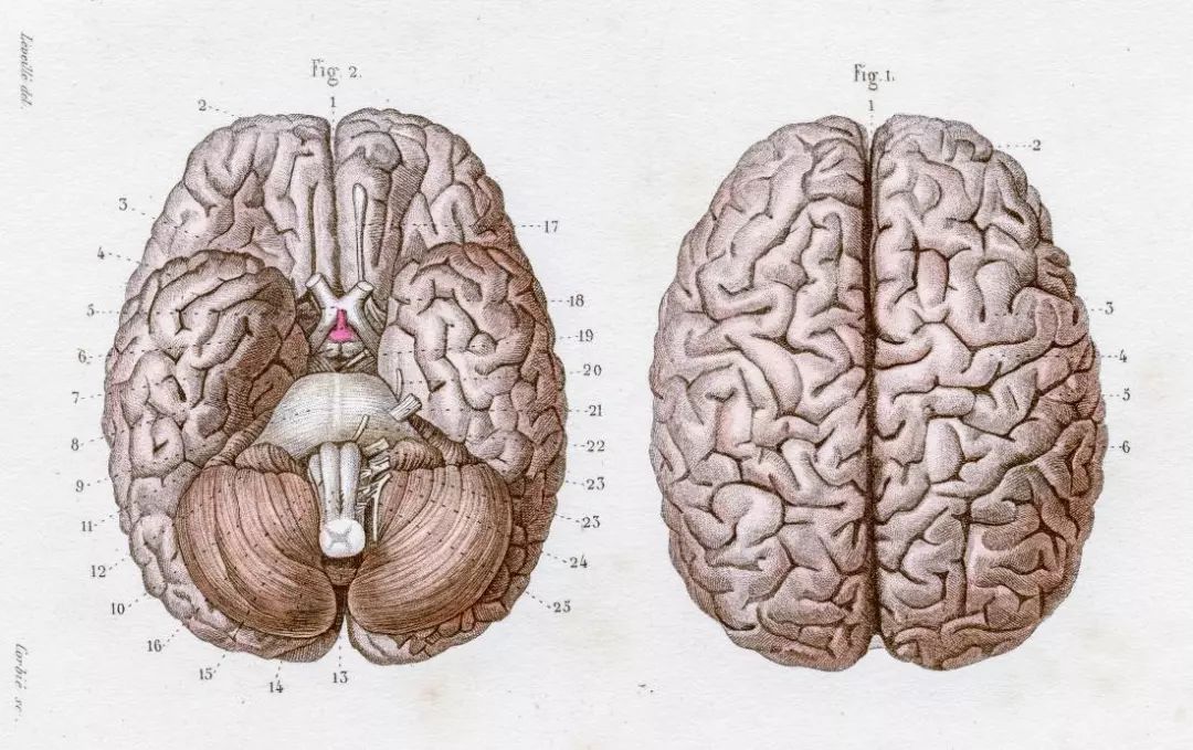 脑子有救了死后还能复活这事刷屏朋友圈真相却是