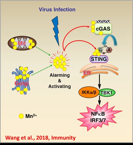 流感吃什么药更好