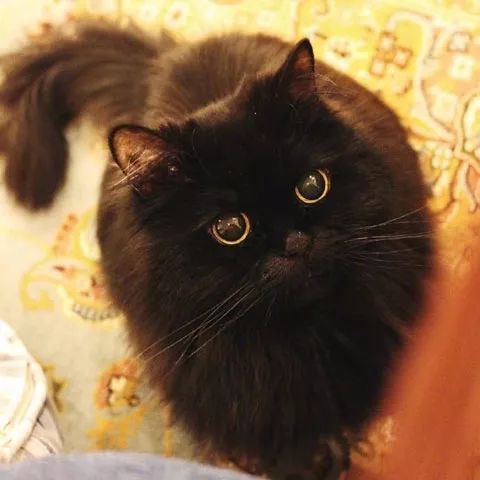 黑猫|黑毛|可爱_新浪新闻