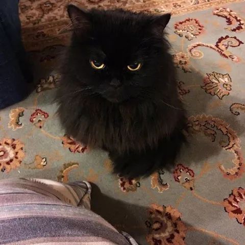 黑猫|黑毛|可爱_新浪新闻