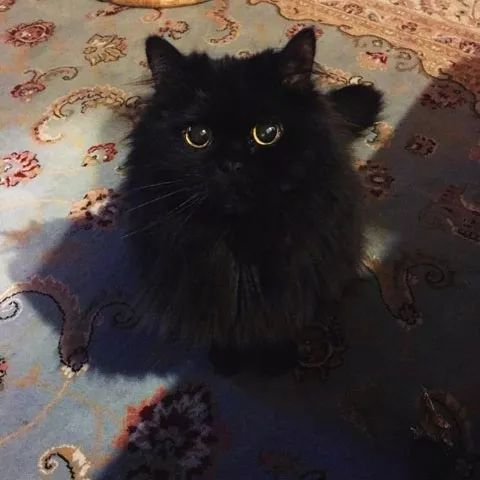 黑猫|黑毛|可爱_新浪新闻