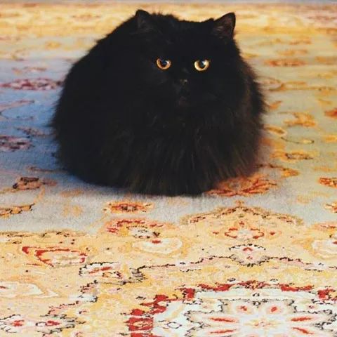 这是一只很黑,毛又很蓬松的大黑猫,让人看一眼就爱上它了.