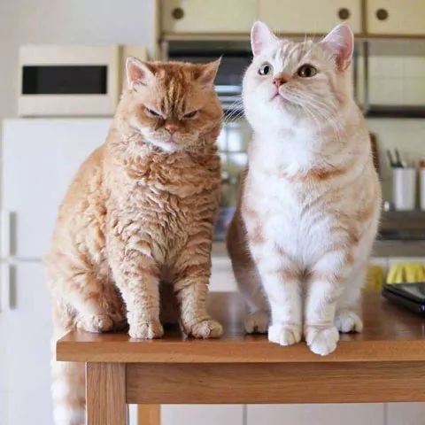 这猫轻轻在同伴的耳边说了几句话后,同伴瞬间变得好凶,这.