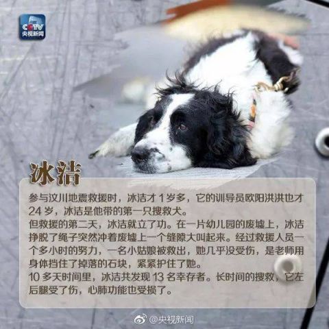 十年前的汶川地震它们发现了70的幸存者向搜救犬致敬
