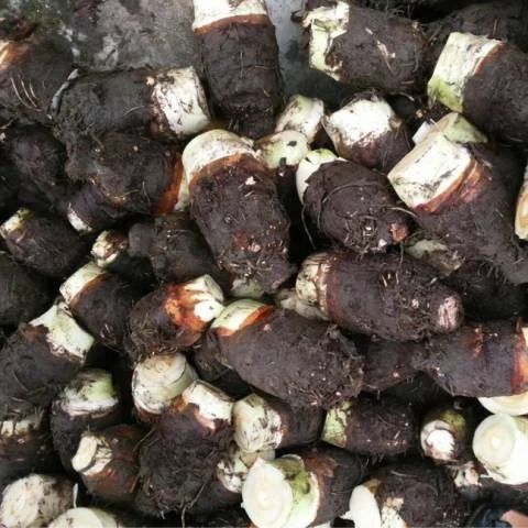 1斤只要1块钱,儋州的"芋中之王"荔浦芋头丰收了!