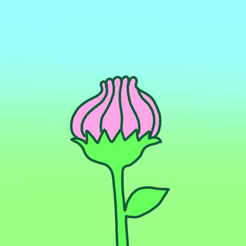 以为开花就完事了成熟的花已经会用三十六计了