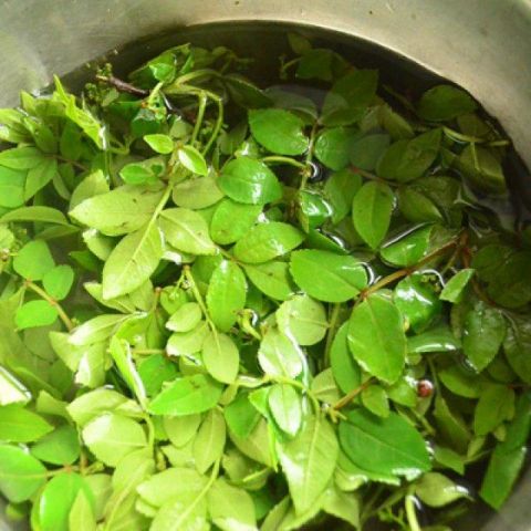 这种树上芽菜,美味无比,常吃排毒活血皮肤好