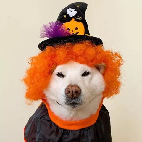 日本铲屎官晒家狗爆笑丑照狗狗我不要面子的啊