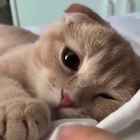 像极了同居第二天早上刚睡醒的你[喵喵]