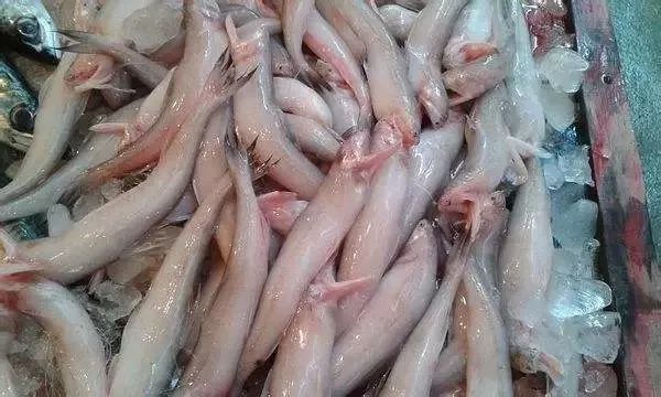 明起部分休渔结束,皮皮虾,梭子蟹等8类海鲜开捕|虾蛄|梭子蟹|龙头鱼