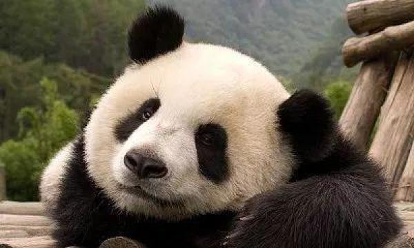 黑眼圈|熊猫|大熊猫_新浪网