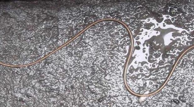 在农村碰到这种铁丝千万不要去捡螳螂遇到它会变成行尸走肉