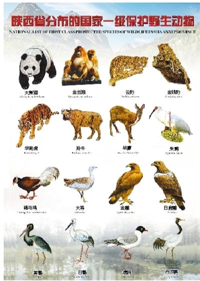 违规进出口濒危野生动植物及其产品将追究刑事责任