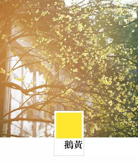 唐李涉《黄葵花》诗此花莫遣俗人看新染鹅黄色未乾