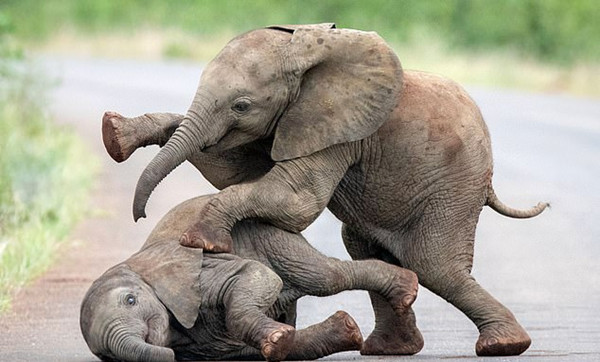 南非公园里小象互相嬉戏打闹引游客忍俊不禁