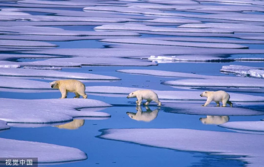  ▲资料图片：北极熊在格陵兰岛的浮冰上行走。