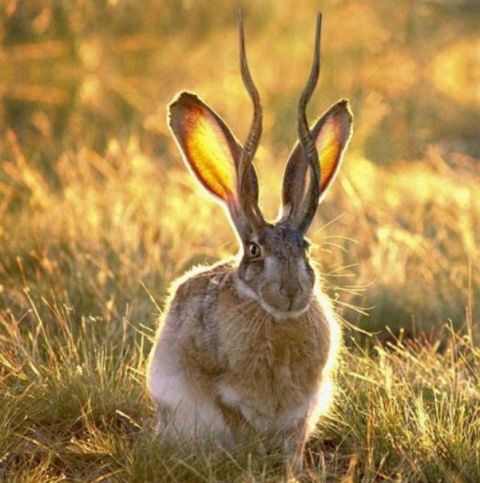 鹿角兔,传说在美国怀俄明州的道格拉斯出现的一种奇特野兔,是一种长有