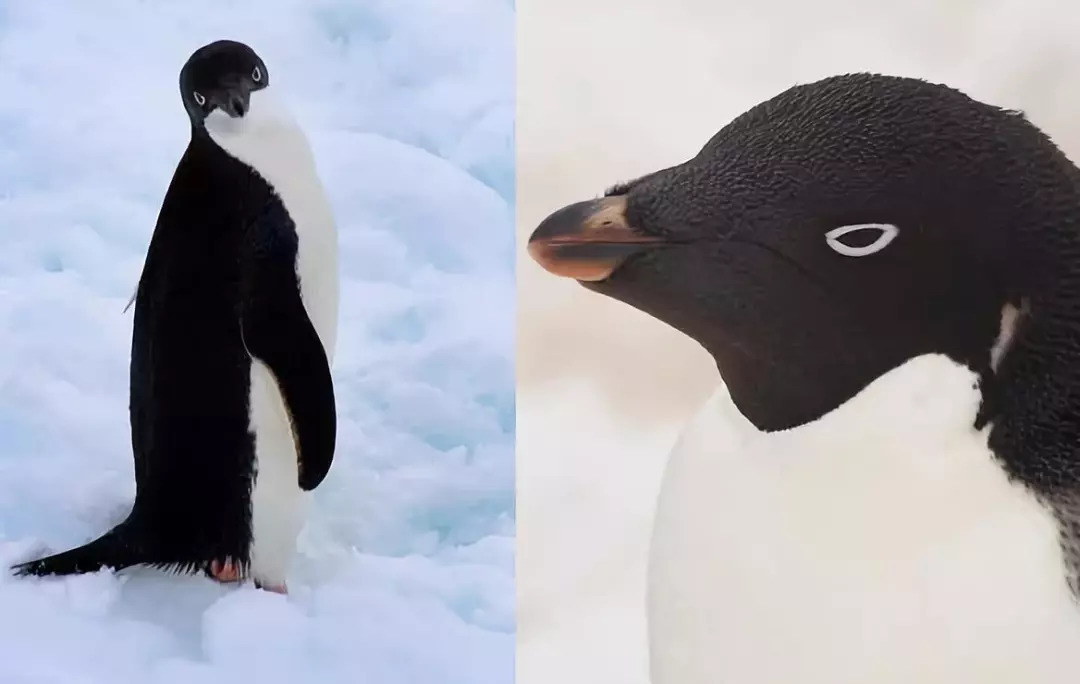 企鹅|大海|远古时代_新浪新闻