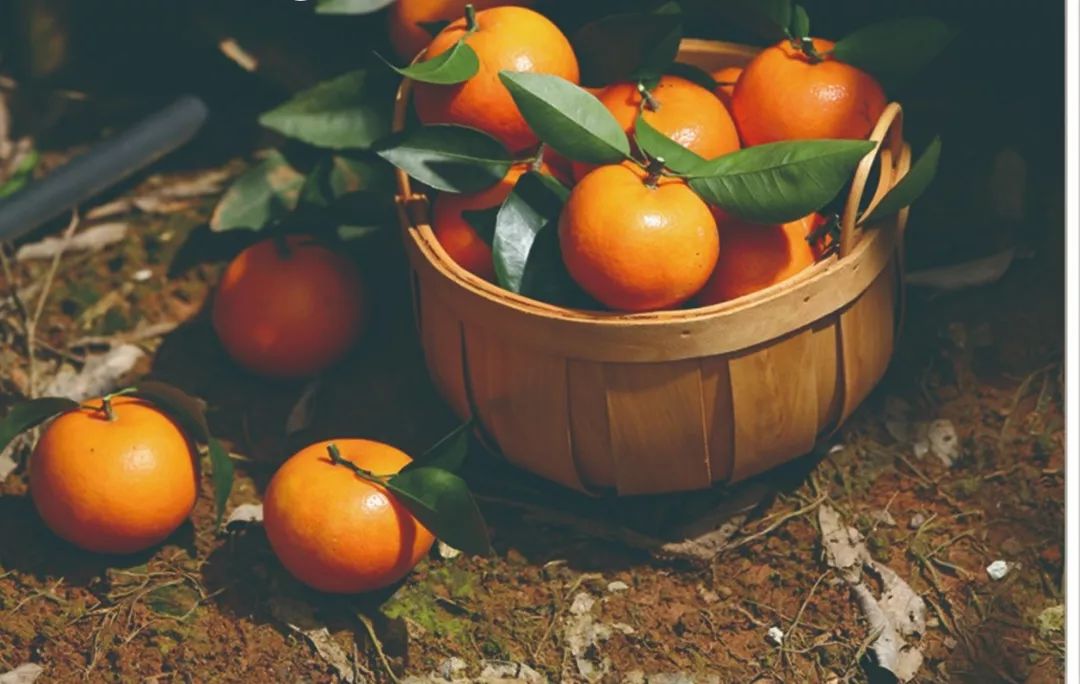 来自从化的玫瑰柑,清甜爽口惹人爱~|从化|玫瑰|柑橘_新浪新闻