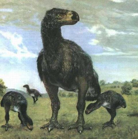 象鸟体重都在1000斤以上它们是目前已知史上体重最大的鸟