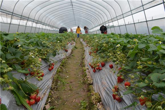 合川:三庙镇春天里的"莓"好时光|合川|草莓|三庙镇_新浪新闻
