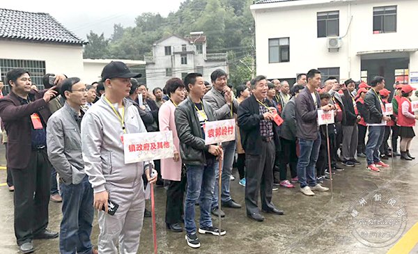谷来镇第七届香榧文化节举行