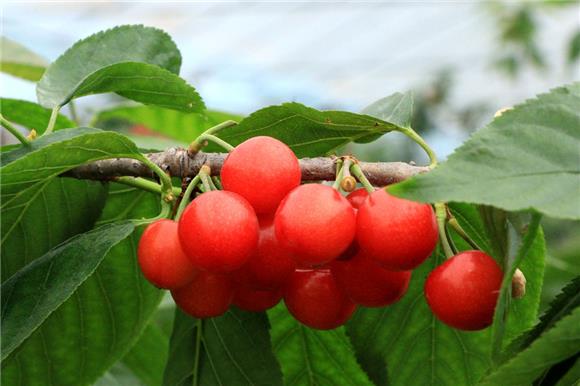 合川乌皮樱桃上市忙设施农业促增收