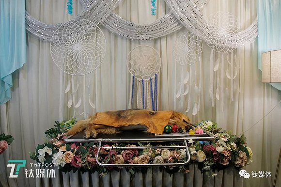 3年火化6000只宠物我们见证了宠物殡葬的全过程