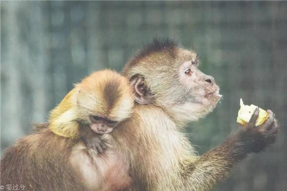 上海动物园白额卷尾猴家族自带神表情 猴宝宝出生添新丁|小宝宝_新浪新闻