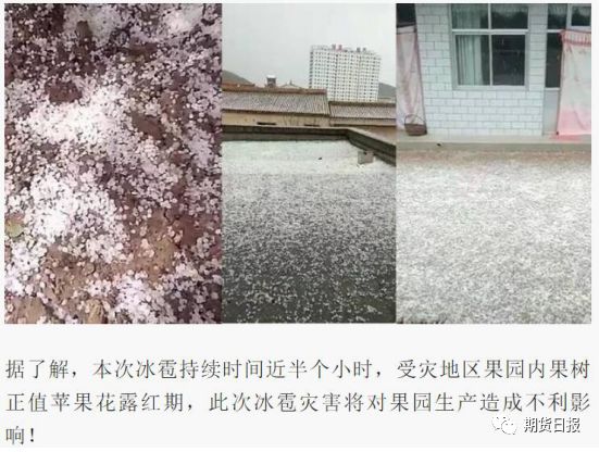 一场冰雹过后小苹果“火”了 去年的一幕会重演吗?