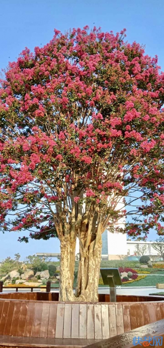 管道小区这棵"紫薇王"据说500年了