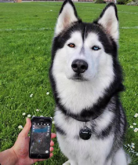 网友家的异瞳哈士奇简直美到爆炸