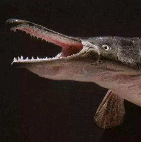 大鲨鱼来了东营王府井首届海洋节即将开幕快来围观