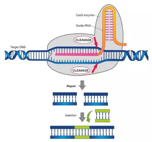 原理图 图源：A Review of CRISPR-Cas9：How is the Gene Editing Tool Changing the World？ LABIOTECH.eu