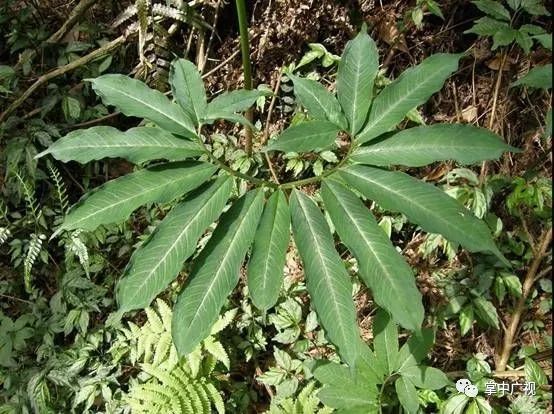 断肠草|金银花|中毒_新浪新闻