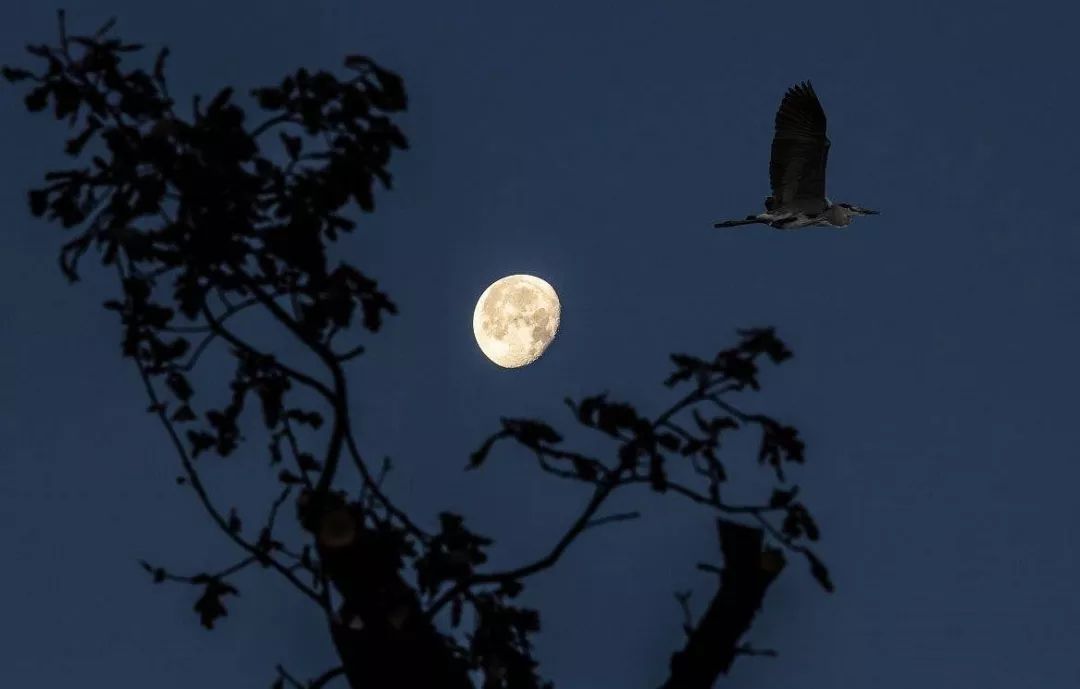 沈从文 | 月下小影
