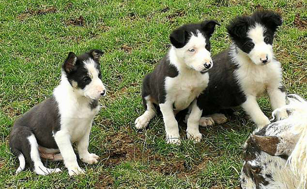 可爱英6只牧羊犬幼崽首次草场牧羊技术娴熟