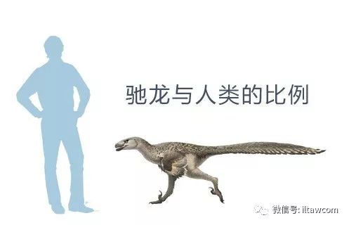 体型大小如同狼的恐龙-驰龙|龙|恐龙|艾伯塔_新浪新闻