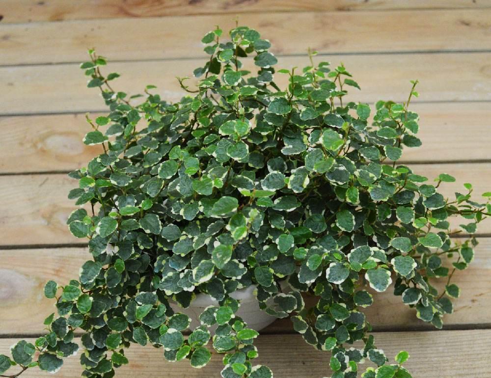 花叶薜荔大家了解吗,它有什么优点,我们该如何种植