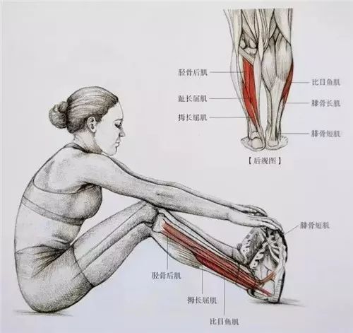 全套小腿拉伸图解让你告别"萝卜"腿