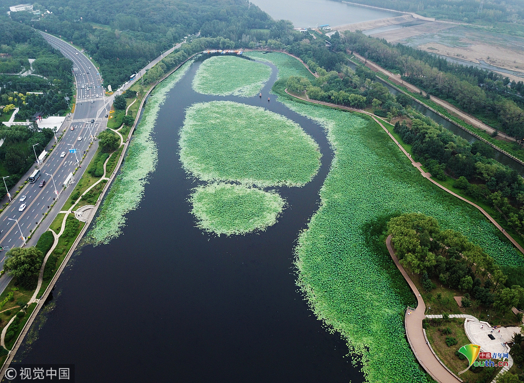 沈阳:空中俯瞰荷花池 百亩荷花夏日绽放
